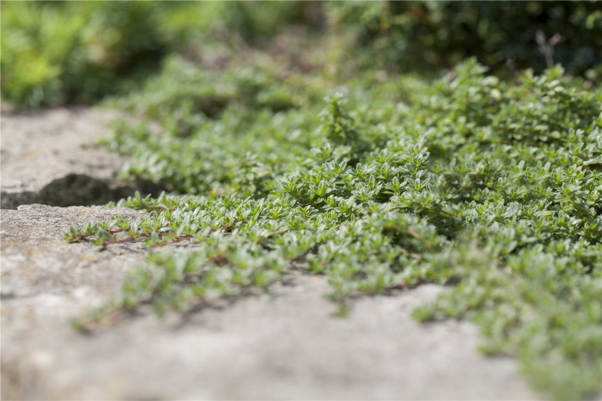 Juniperus horizontalis 'Blue Pygmy'