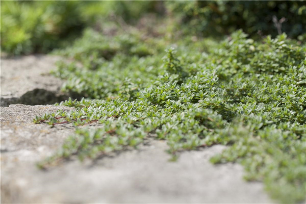 Juniperus horizontalis 'Blue Pygmy'