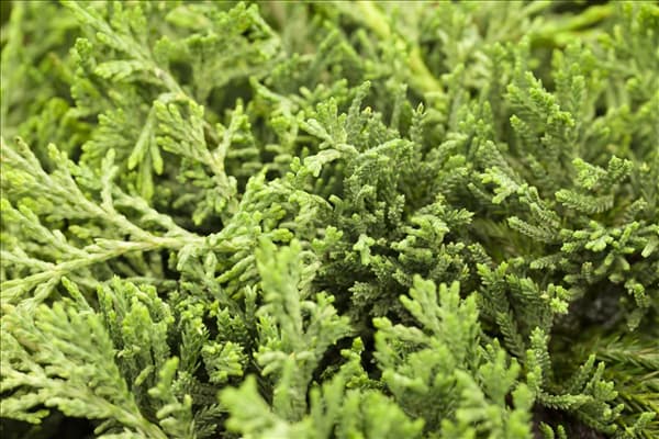 Juniperus horizontalis 'Glauca'