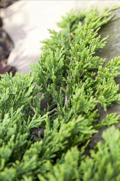 Juniperus horizontalis