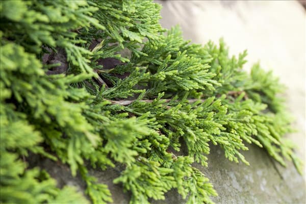 Juniperus horizontalis