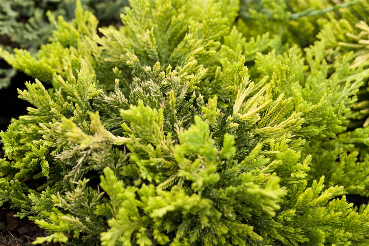 Juniperus horizontalis