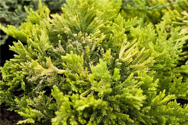 Juniperus horizontalis 'Golden Carpet'