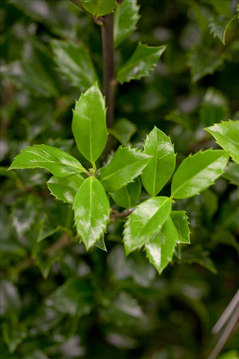 Ilex meserveae 'Heckenstar'(s)
