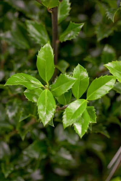 Ilex meserveae 'Heckenstar'(s)