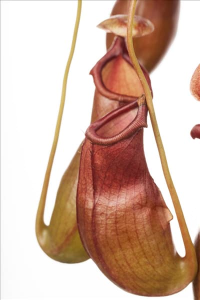 Nepenthes alata