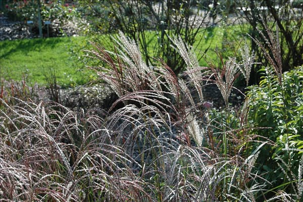 Miscanthus sinensis 'Ferner Osten'