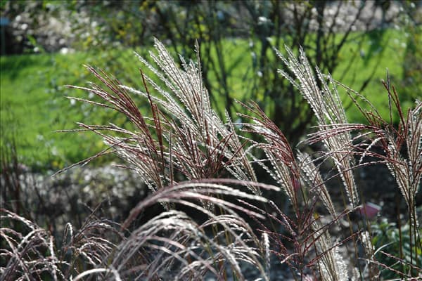 Miscanthus sinensis 'Ferner Osten'