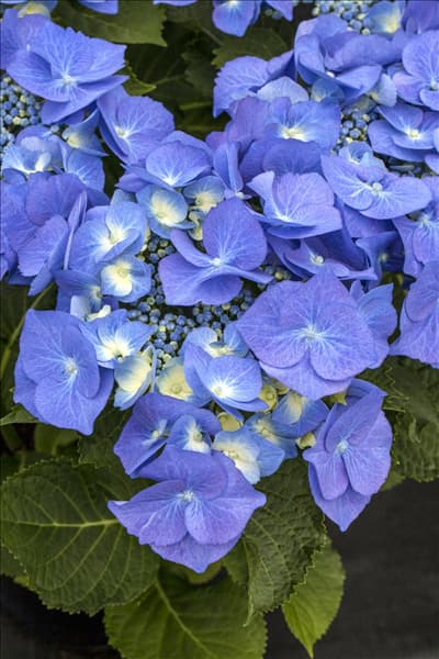 Hydrangea macrophylla 'Blaumeise'