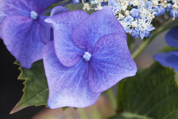 Hydrangea macrophylla 'Blaumeise'
