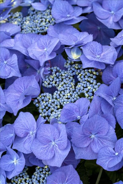 Hydrangea macrophylla You & Me 'Together'®