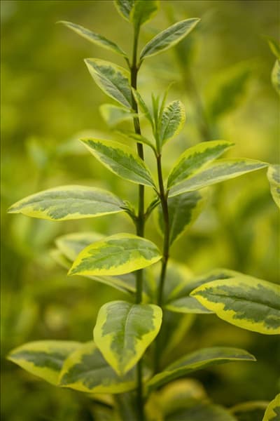 Ligustrum ovalifolium 'Aureum'