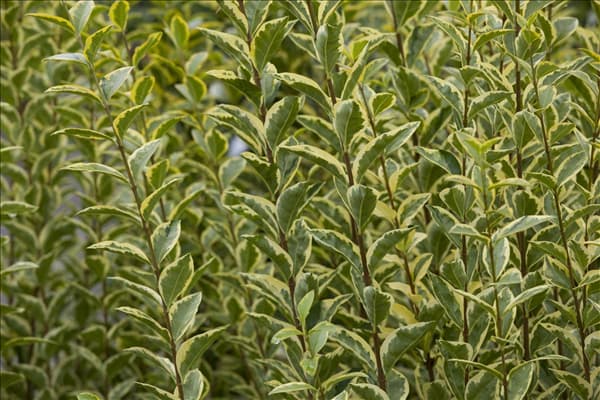 Ligustrum ovalifolium 'Aureum'