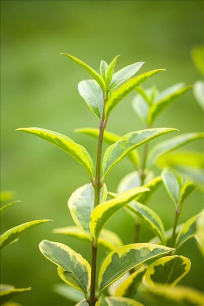 Ligustrum ovalifolium 'Aureum'