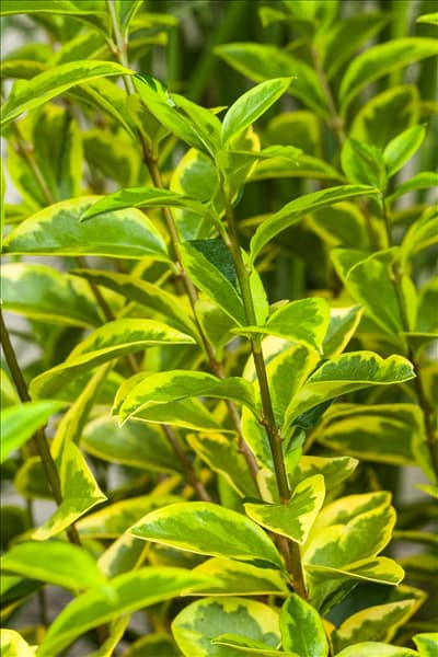Ligustrum ovalifolium 'Aureum'