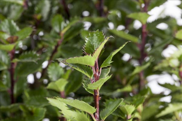 Ilex meserveae 'Little Pirat'®