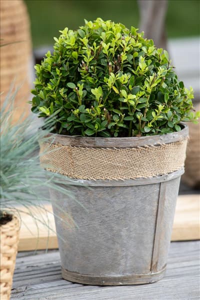 Ilex meserveae 'Little Pirat'®