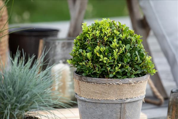 Ilex meserveae 'Little Pirat'®