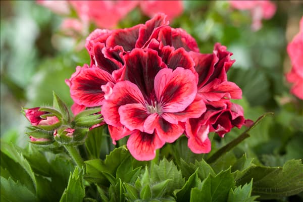 Pelargonium grandiflorum, rot