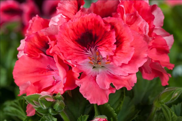 Pelargonium grandiflorum