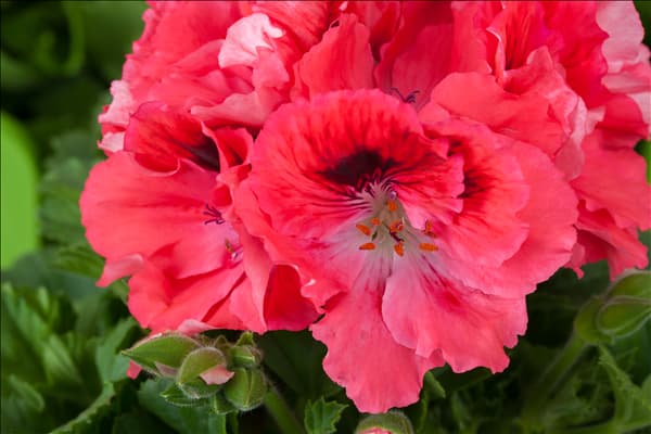 Pelargonium grandiflorum