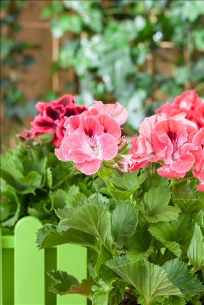 Pelargonium grandiflorum
