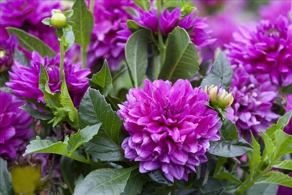 Dahlia
