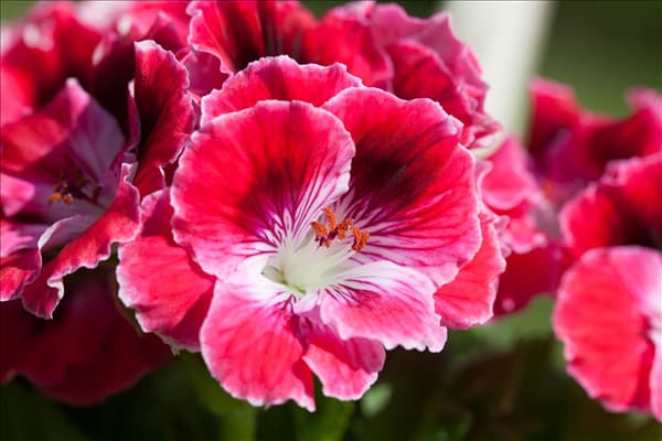 Pelargonium grandiflorum