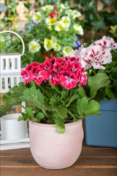 Pelargonium grandiflorum, rot