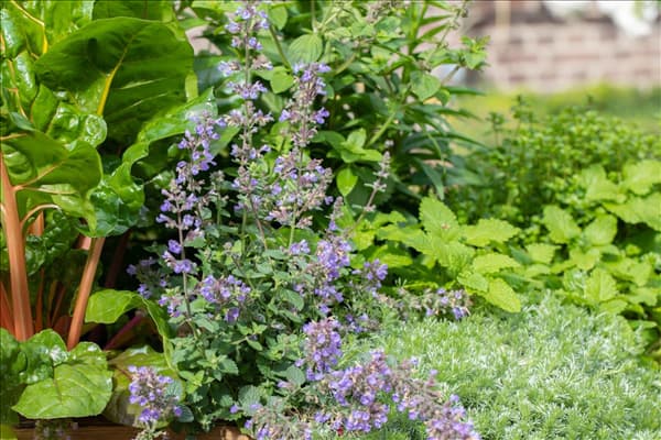 Nepeta 'Cat´s Meow'