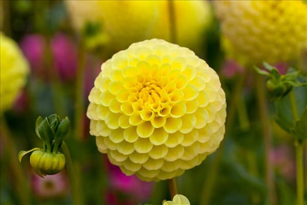 Dahlia 'Golden Torch'