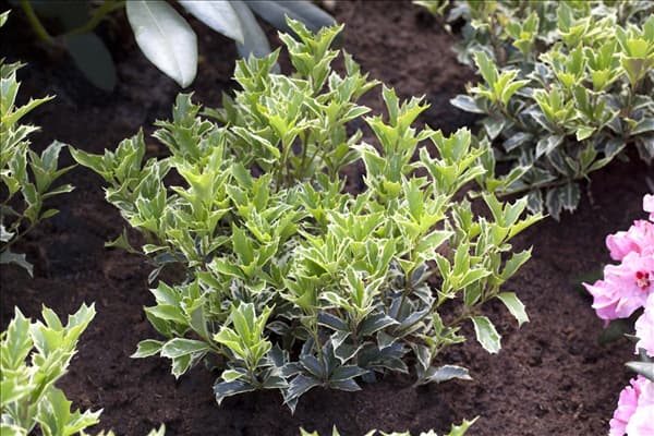 Osmanthus heterophyllus