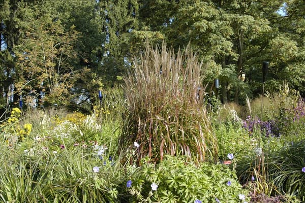 Miscanthus sinensis 'Ghana'