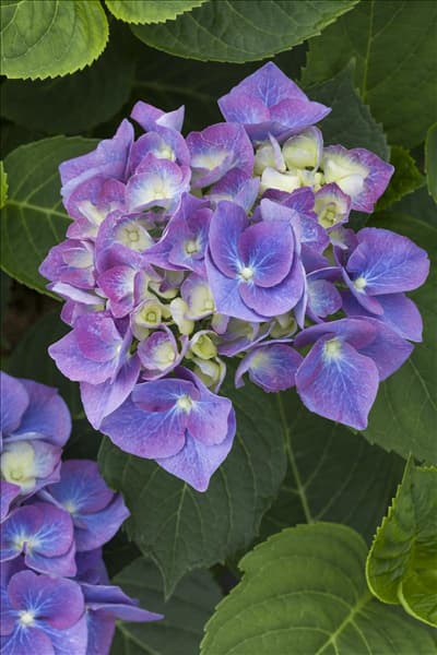 Hydrangea macrophylla 'Blue Heaven'®