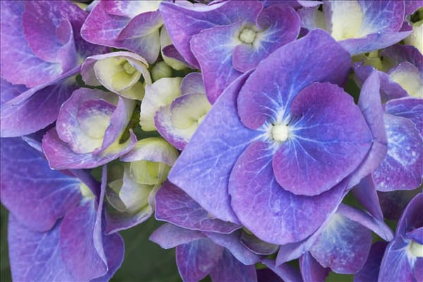 Hydrangea macrophylla 'Blue Heaven'®