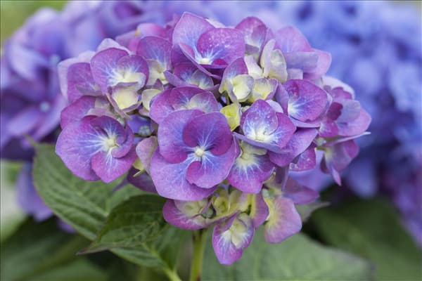 Hydrangea macrophylla 'Blue Heaven'®