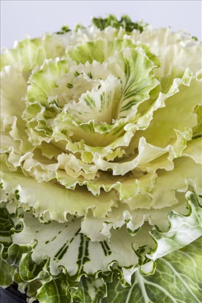 Brassica oleracea var. acephala