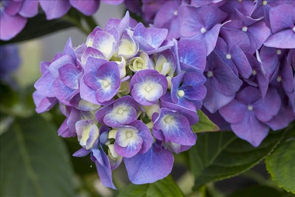 Hydrangea macrophylla 'Blue Heaven'®