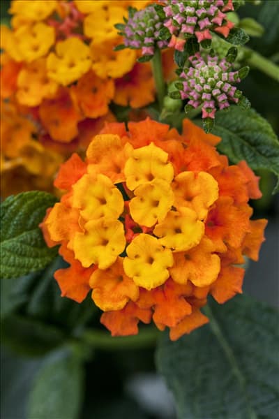 Lantana camara Tropic Lantana®