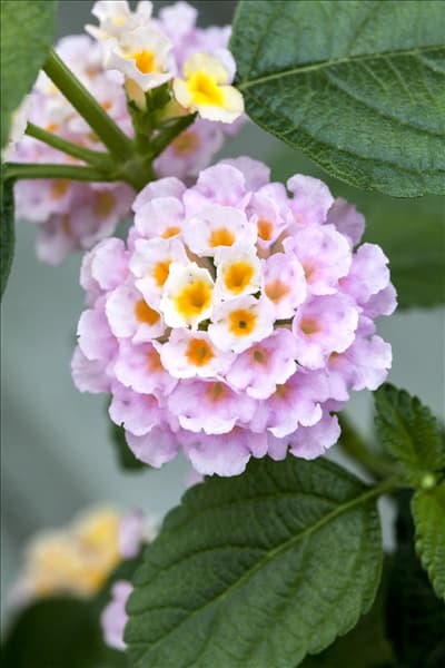 Lantana camara Tropic Lantana®