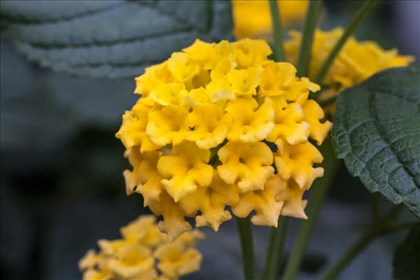 Lantana camara Tropic Lantana®