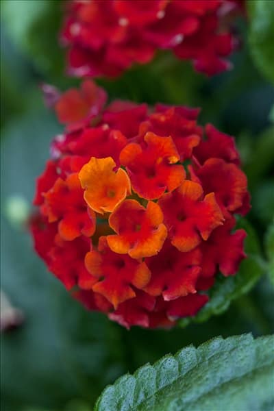 Lantana camara Tropic Lantana®