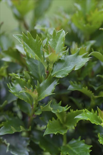 Ilex meserveae 'Little Rascal'