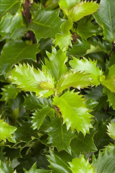 Ilex meserveae 'Little Rascal'®