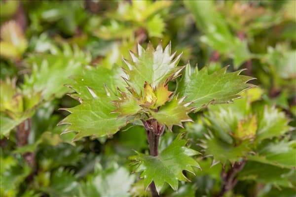 Ilex meserveae 'Little Rascal'®