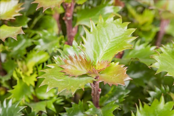 Ilex meserveae 'Little Rascal'®