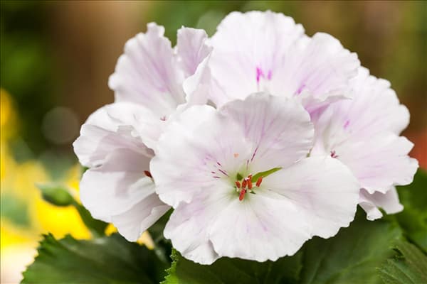 Pelargonium grandiflorum, weiß