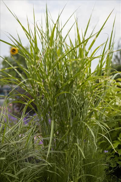 Miscanthus sinensis 'Zebrinus'