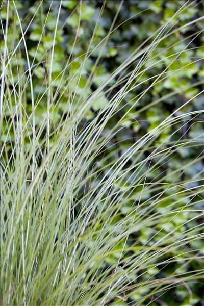 Miscanthus sinensis 'Gracillimus'