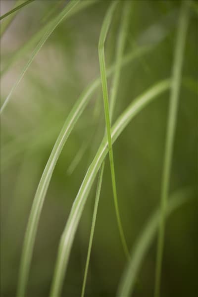 Miscanthus sinensis 'Gracillimus'